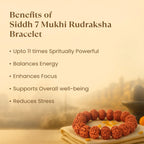 Kashi Siddh 7 Mukhi Rudraksha Bracelet