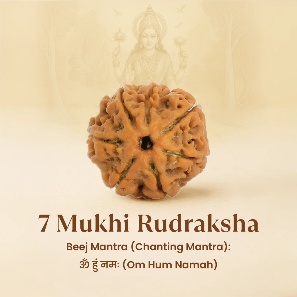 Kashi Siddh 7 Mukhi Rudraksha Bracelet