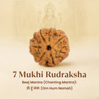 Kashi Siddh 7 Mukhi Rudraksha Bracelet